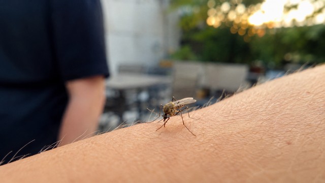 Ce qui rend les moustiques plus attirés par vous