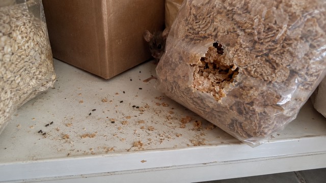 Contamination des denrées