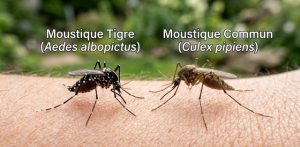 Moustique