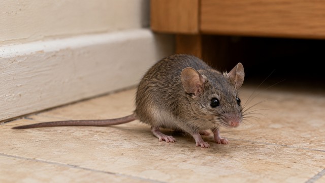 Identifier le nuisible les caractéristiques de la souris grise