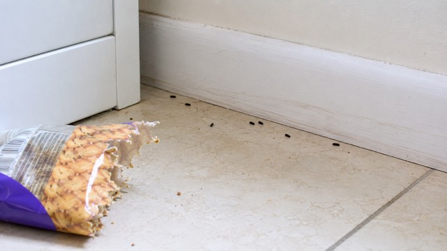 Identifier les traces de souris domestiques