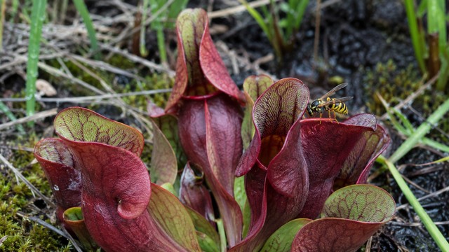 La Sarracenia purpurea