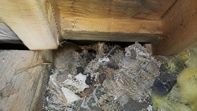 Les souris logent dans le vide sanitaire