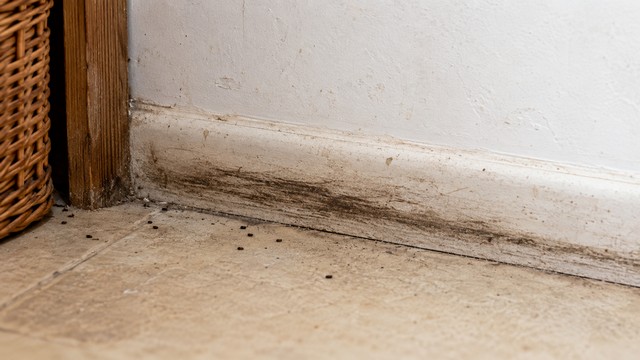 Les traces laissées par les souris sur vos murs