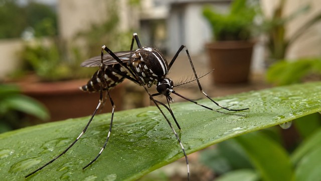 Moustique tigre le reconnaître, s'en protéger et l'éliminer