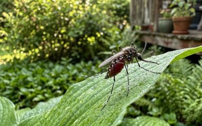 Moustiques : morphologie, comportement et identification