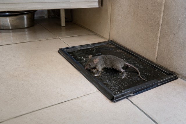 Pièges à tapis collant