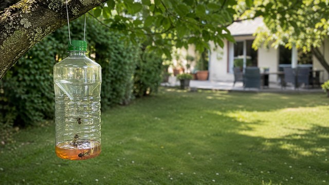 Pièges pour limiter les frelons