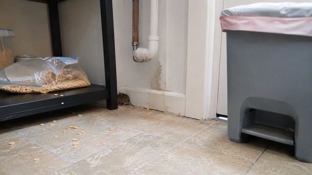 Pourquoi les souris s’invitent-elles chez vous