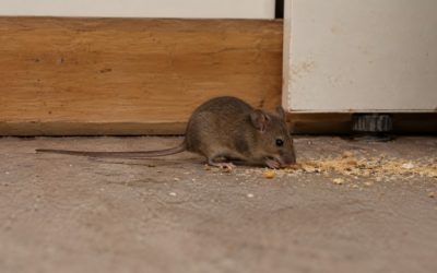 Souris : ce qui les attire et les fait revenir