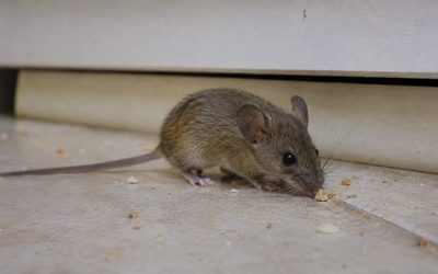 Souris dans la maison : où les trouver