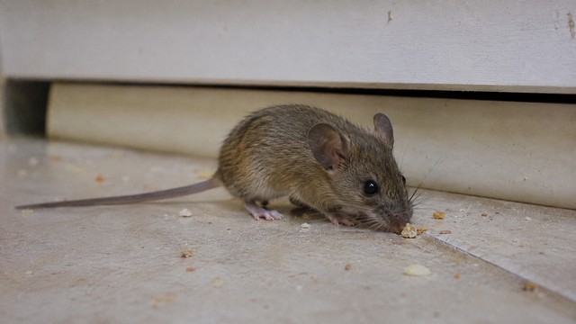 Souris dans la maison où les trouver Souris dans la maison où les trouver