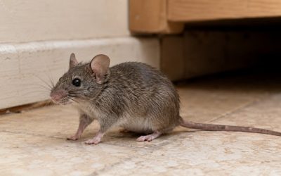 Souris grise : identification, comportement et élimination