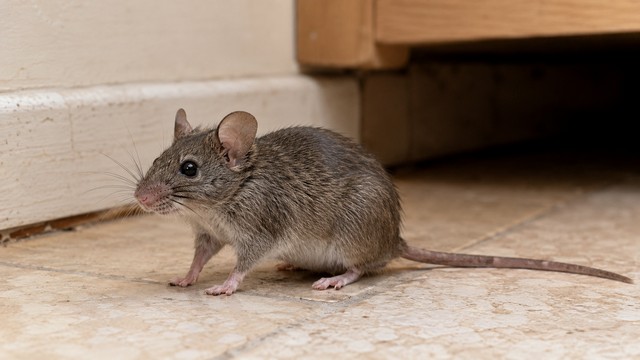 Souris grise Souris grise
