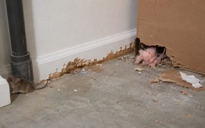Souris : quels dégâts et risques à la maison