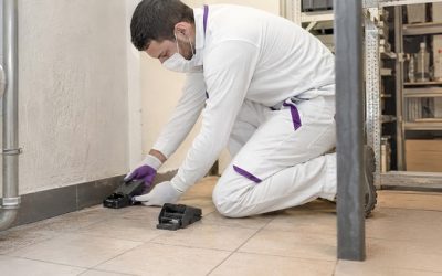 Désourisation : traitement professionnel par exterminateur souris