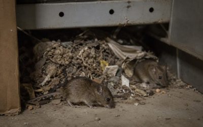 Nid de souris : le trouver et le supprimer facilement