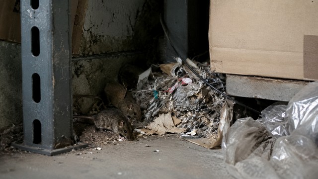 nid de souris dans une zone de stockage