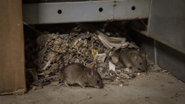 nid de souris
