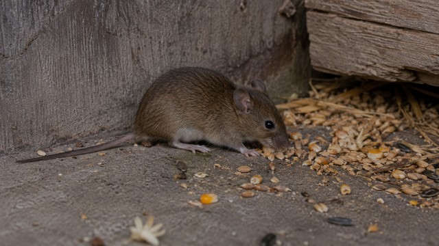 souris sauvage dans un environnement naturel ou semi-rural